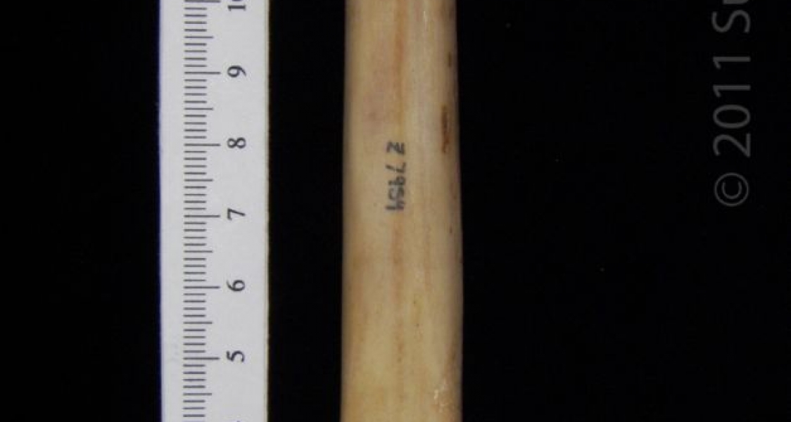 Posterior View Domestic Goat Metatarsal