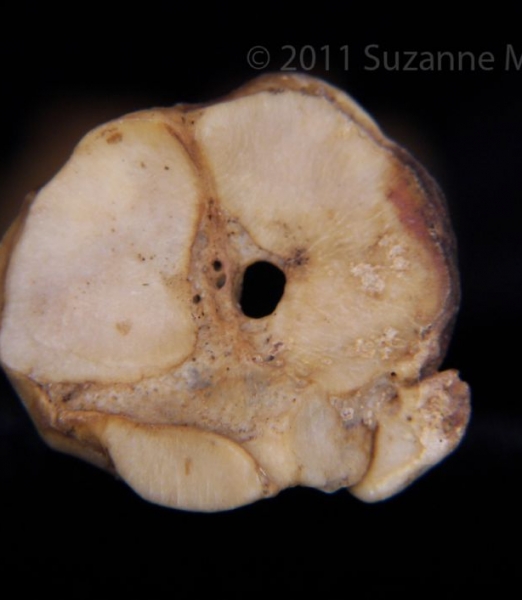 Proximal Articular Surface Domestic Goat Metatarsal