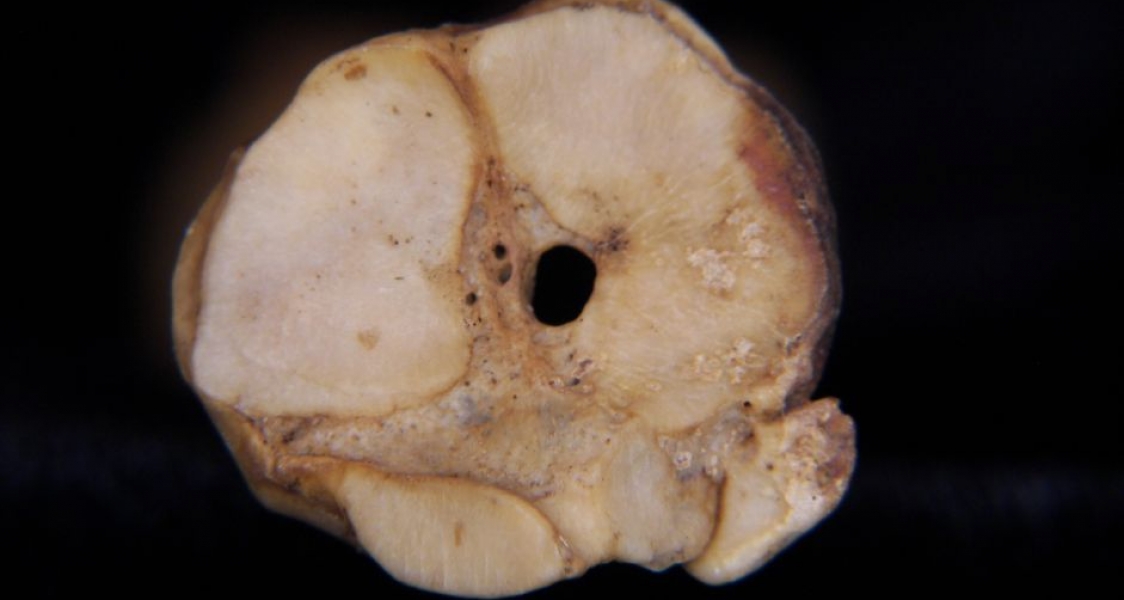 Proximal Articular Surface Domestic Goat Metatarsal