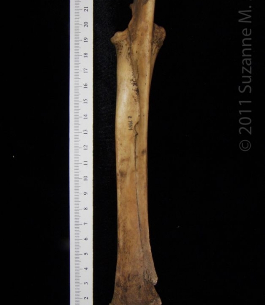 Posterior View Domestic Goat Right Ulna and Radius