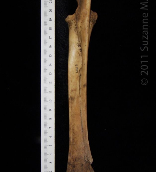 Posterior View Domestic Goat Right Ulna and Radius