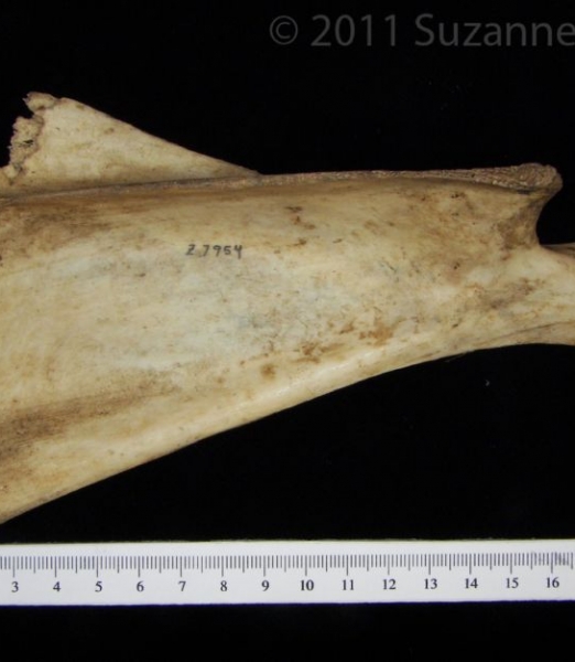 Lateral View Domestic Goat Right Scapula