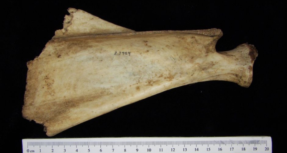 Lateral View Domestic Goat Right Scapula