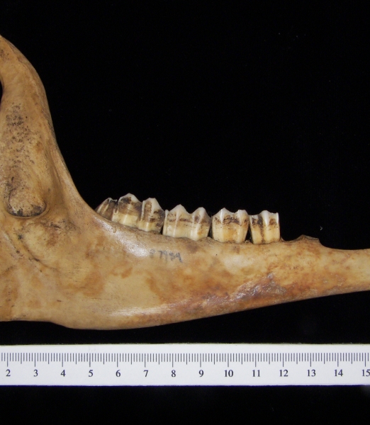 Lateral View Domestic Goat Mandible