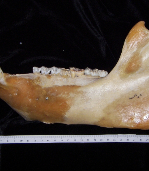 Lateral View Domestic Pig Mandible