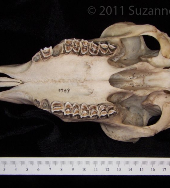 Inferior View Domestic Sheep Cranium