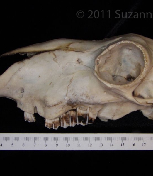 Lateral View Domestic Sheep Cranium