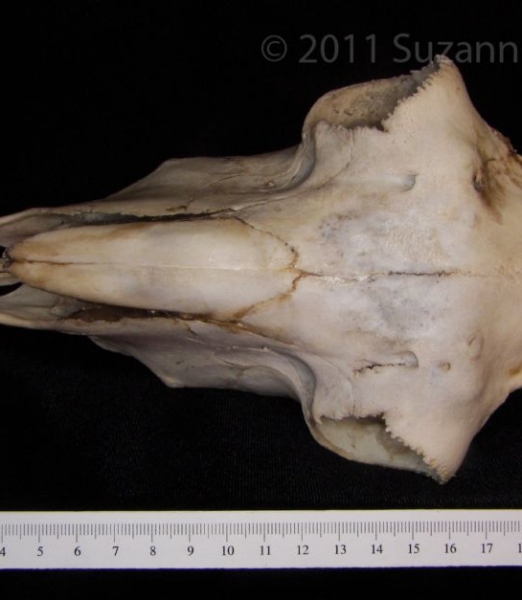 Superior View Domestic Sheep Cranium