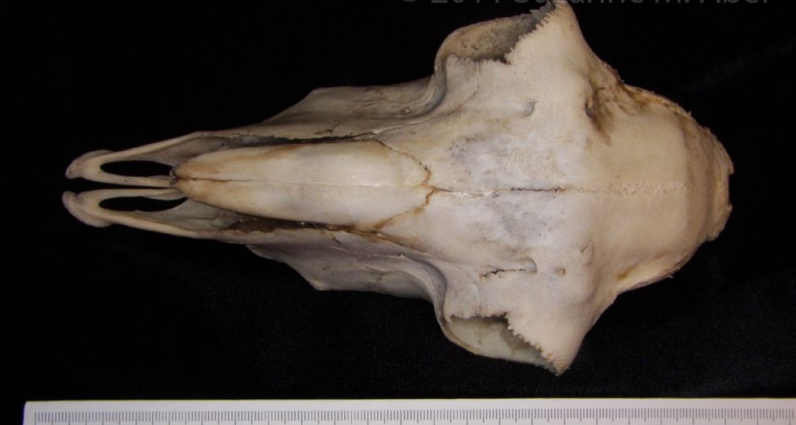 Superior View Domestic Sheep Cranium