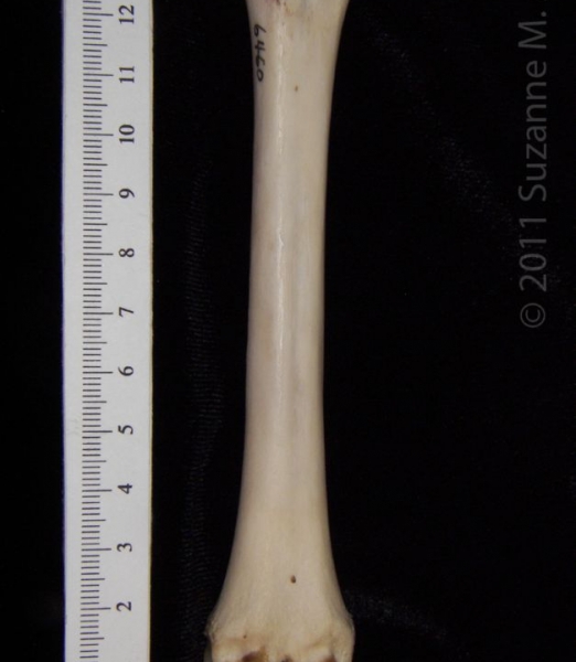 Anterior View Left Domestic Sheep Metacarpal