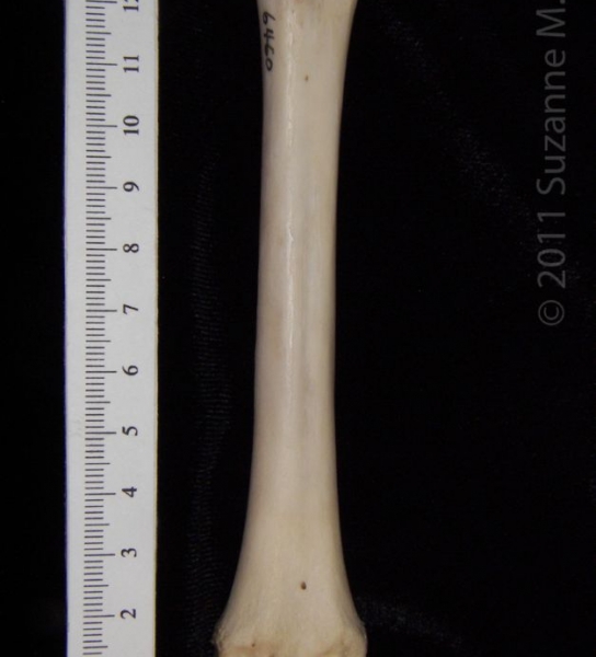 Anterior View Left Domestic Sheep Metacarpal