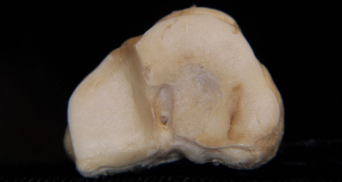 Proximal Articular Surface Left Domestic Sheep Metacarpal