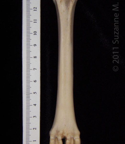 Anterior View Left Domestic Sheep Metatarsal