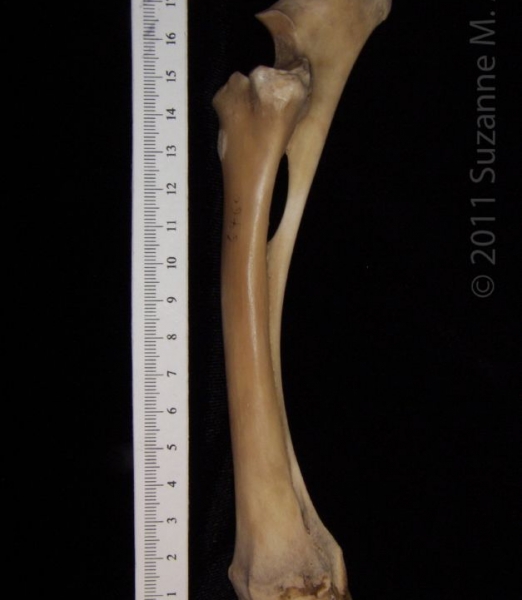 Lateral View Left Domestic Sheep Radius and Ulna