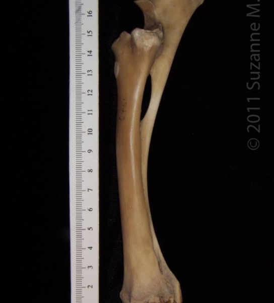 Lateral View Left Domestic Sheep Radius and Ulna