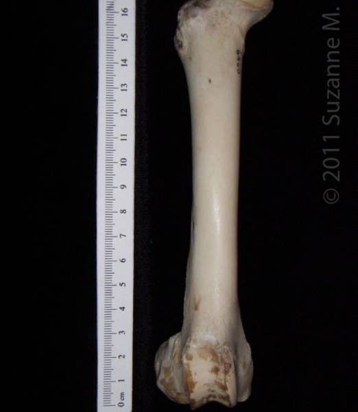 Anterior View Right Domestic Sheep Femur