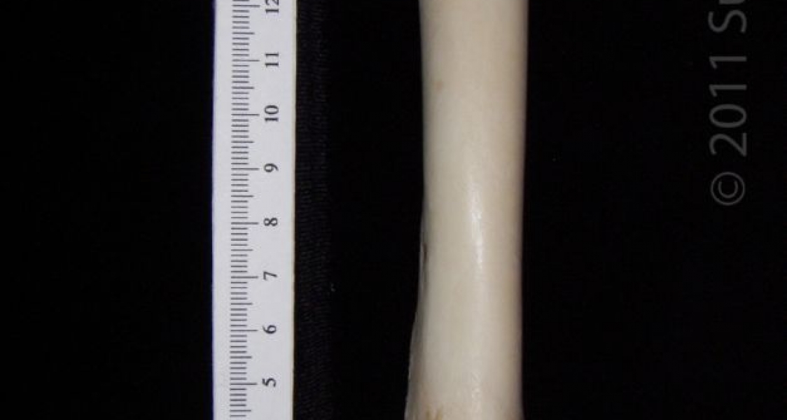 Anterior View Right Domestic Sheep Femur