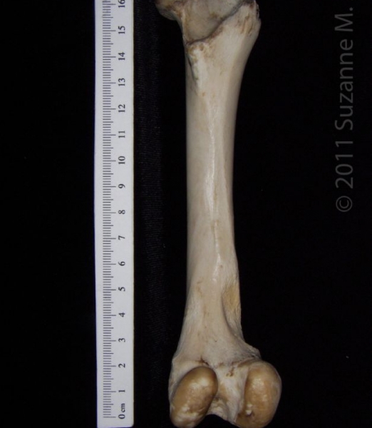 Posterior View Right Domestic Sheep Femur