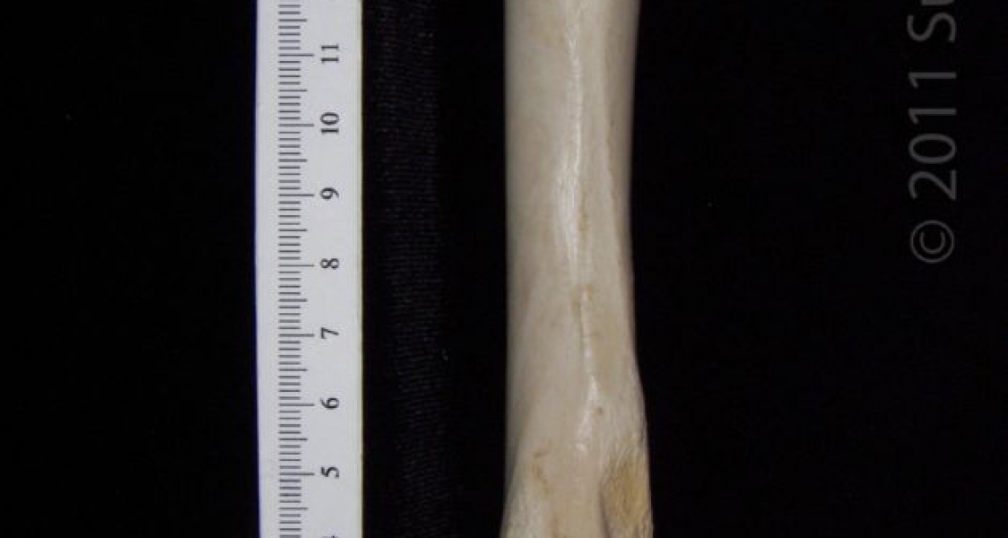 Posterior View Right Domestic Sheep Femur