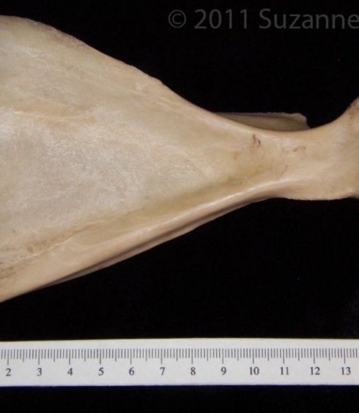 Anterior View Domestic Sheep Right Scapula