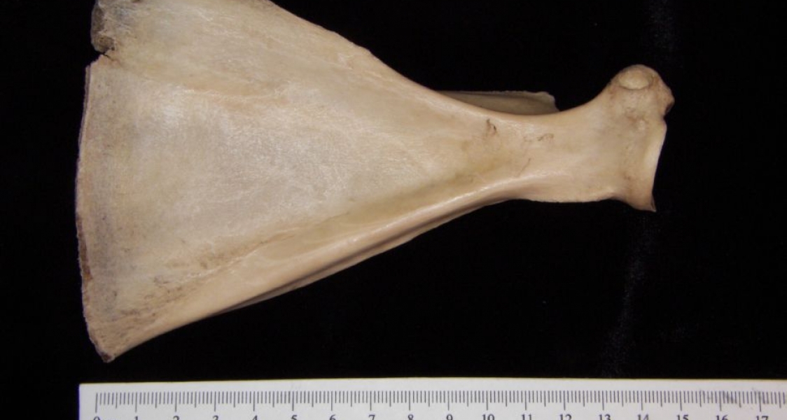 Anterior View Domestic Sheep Right Scapula