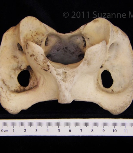 Ventral View Donkey C1 Vertebrae