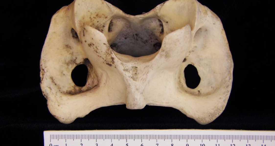 Ventral View Donkey C1 Vertebrae