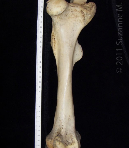 Anterior View Left Donkey Femur