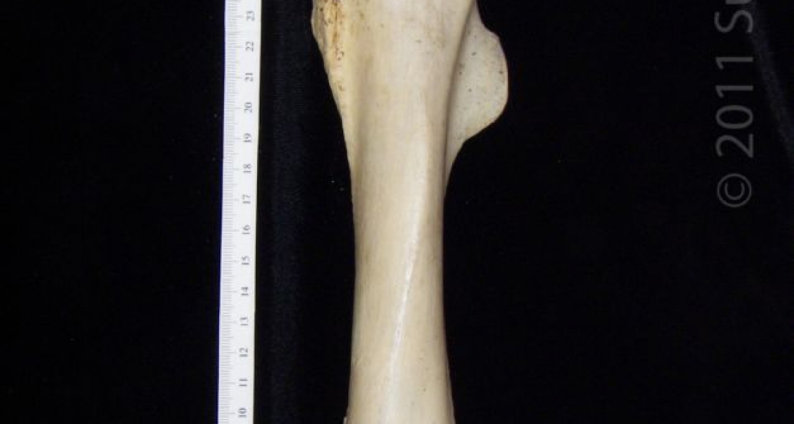 Anterior View Left Donkey Femur