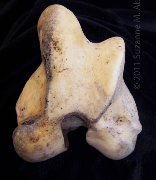 Distal View Articular Surface Left Donkey Femur