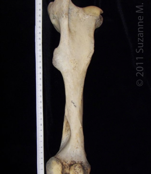 Posterior View Left Donkey Femur