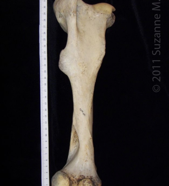 Posterior View Left Donkey Femur