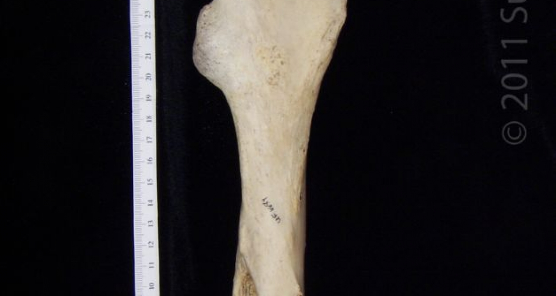 Posterior View Left Donkey Femur