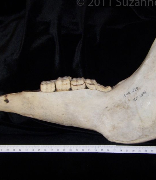 Lateral View Donkey Mandible