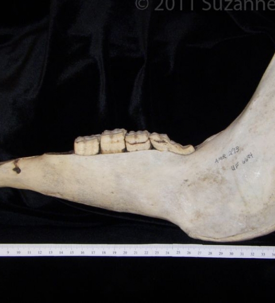 Lateral View Donkey Mandible