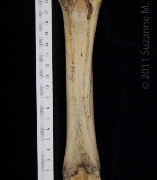 Posterior View Left Donkey Metacarpal