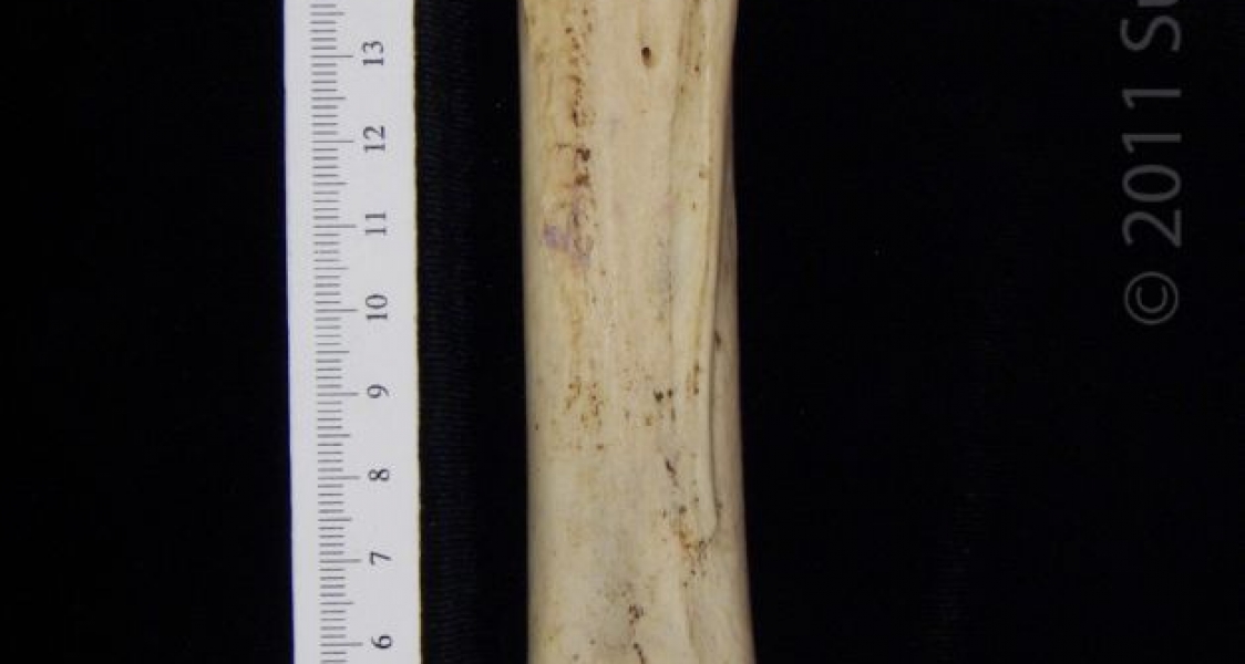 Posterior View Left Donkey Metacarpal