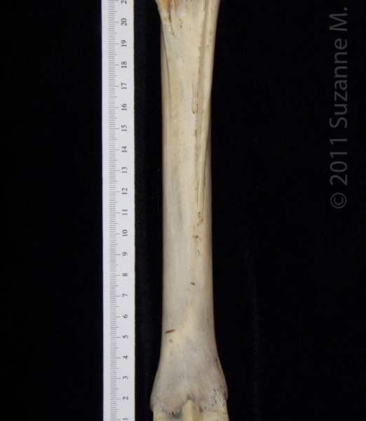 Posterior View Left Donkey Metatarsal