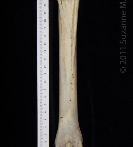 Posterior View Left Donkey Metatarsal