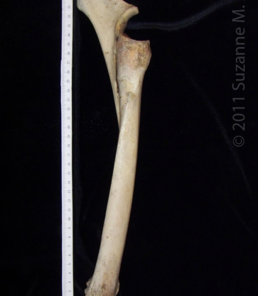 Medial View Left Donkey Radius and Ulna