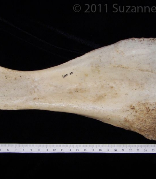 Anterior View Donkey Left Scapula