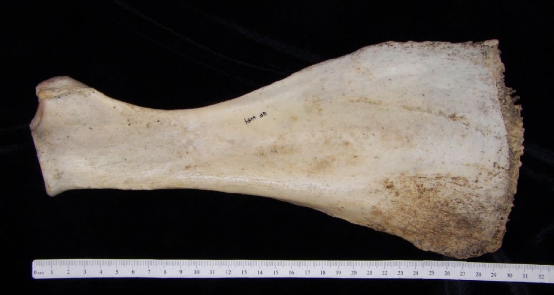 Anterior View Donkey Left Scapula