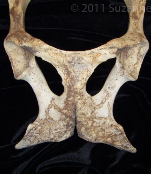 Ventral View Donkey Pubic Bones