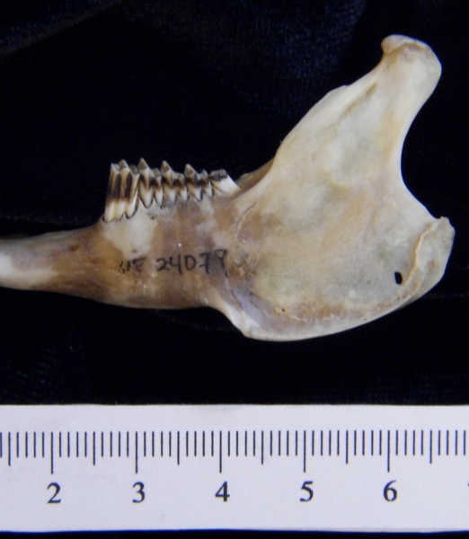 Lateral View Eastern Cottontail Rabbit Mandible