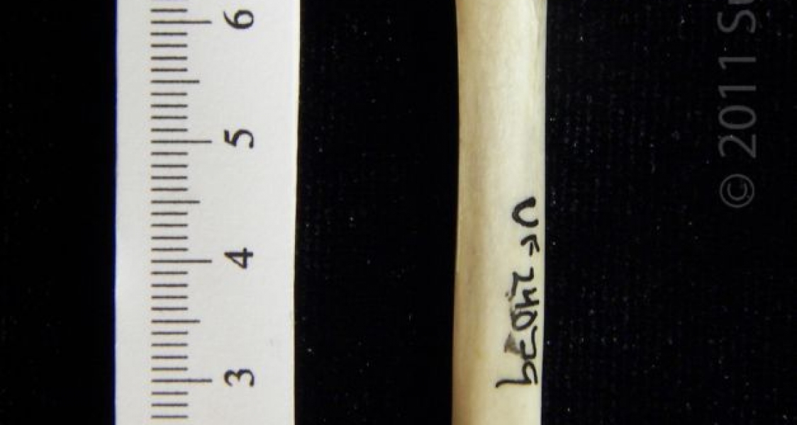 Posterior View Eastern Cottontail Rabbit Femur