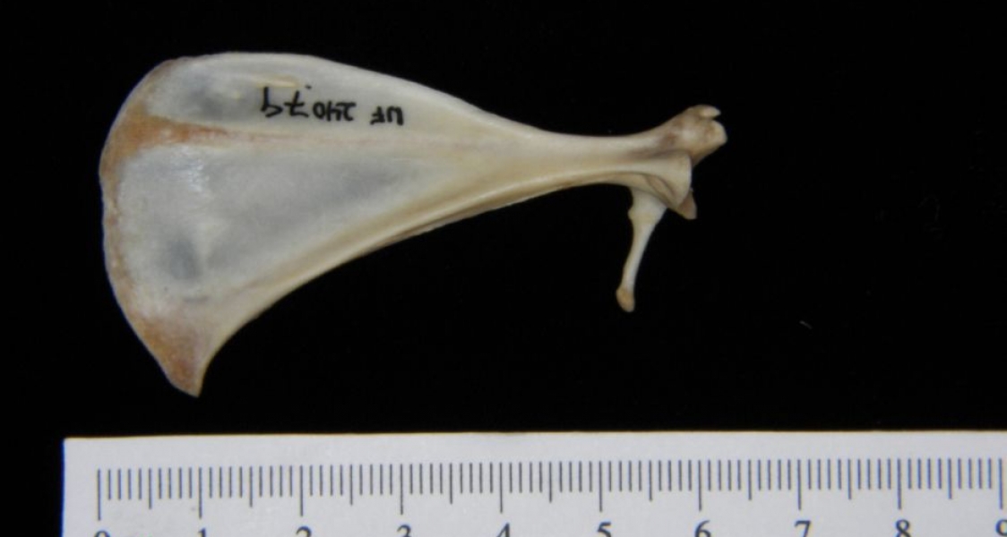 Anterior View Eastern Cottontail Rabbit Left Scapula