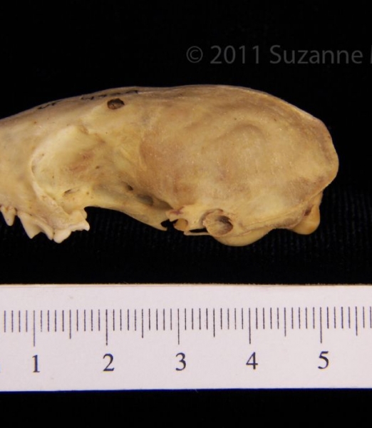 Lateral View Eastern Spotted Skunk Cranium