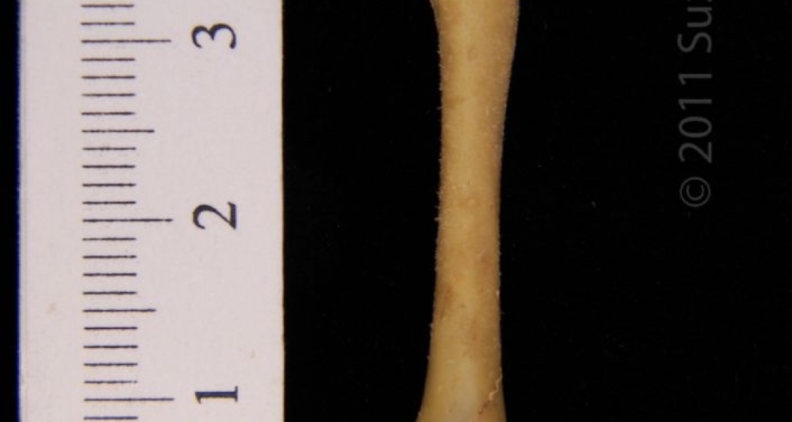 Anterior View Left Eastern Spotted Skunk Femur