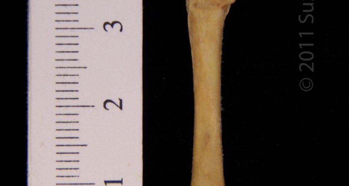 Posterior View Left Eastern Spotted Skunk Femur