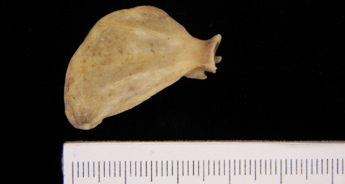 Anterior View Spotted Skunk Left Scapula